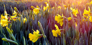 Farndale – Daffodil Walk